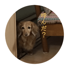 [LINEスタンプ] ダックス犬 チロ