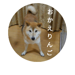 [LINEスタンプ] ツンデレ柴犬りんごちゃん②