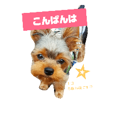 [LINEスタンプ] ちゃーちゃんスタンプvol.1
