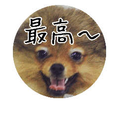 [LINEスタンプ] 飼い犬と猫
