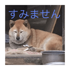 [LINEスタンプ] 犬 柴犬 あいさつ 村井