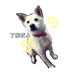 [LINEスタンプ] クイーンちゃんに