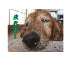 [LINEスタンプ] 犬たちの日常