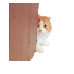 [LINEスタンプ] スコティッシュねこのパセリ
