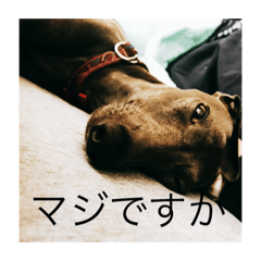[LINEスタンプ] 変顔イタグレスタンプ