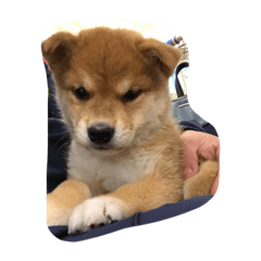 [LINEスタンプ] ゆうふぁむ
