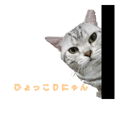 [LINEスタンプ] 吾輩は猫だ