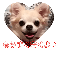 [LINEスタンプ] 犬すたんぷ 
愛しのレオン君♪