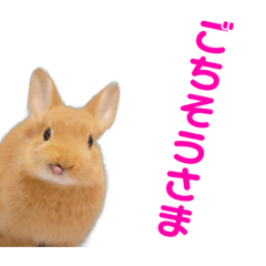 [LINEスタンプ] うさぎのとんかつ②