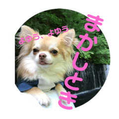 [LINEスタンプ] チワワの日々2(茶々丸)