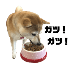 [LINEスタンプ] 柴犬マコと、