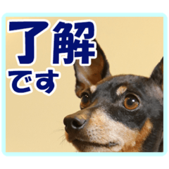 [LINEスタンプ] ミニチュアピンシャーの日常会話 Part2