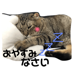 [LINEスタンプ] ねことうさぎのスタンプ☆