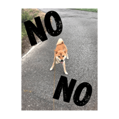 [LINEスタンプ] こはっちゃーん