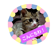 [LINEスタンプ] ネコ❤ねこ❤子猫