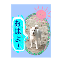 [LINEスタンプ] 白柴こむぎ 2