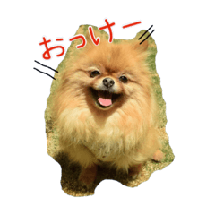 [LINEスタンプ] ポメのつーちゃんスタンプ1