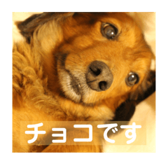 [LINEスタンプ] チョコさんのスタンプです。