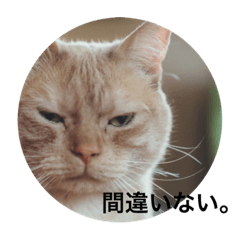 [LINEスタンプ] ぶんぶん（♂）スタンプ 1