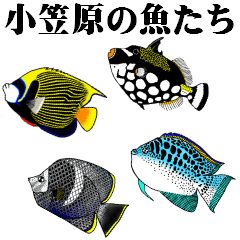 [LINEスタンプ] 小笠原の魚たちの画像（メイン）