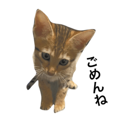 [LINEスタンプ] わが家の猫02 文字あり