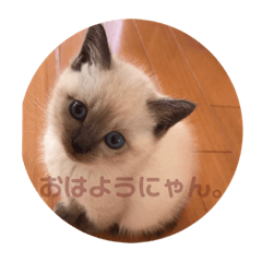 [LINEスタンプ] ねぎねぎぞうさんのスタンプ。