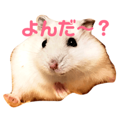 [LINEスタンプ] コトコトことちゃん