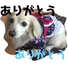 [LINEスタンプ] まろんの浴衣が可愛い