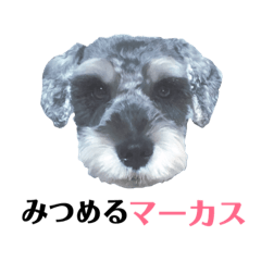 [LINEスタンプ] マーカス・M