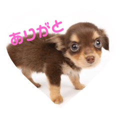 [LINEスタンプ] チワックスのちぃたん