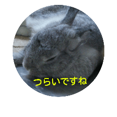 [LINEスタンプ] 可愛すぎるうさぎさん(パート2)