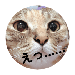 [LINEスタンプ] ムムのスタンプ
