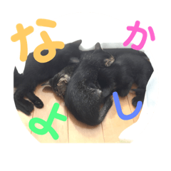 [LINEスタンプ] いぬとねこ2