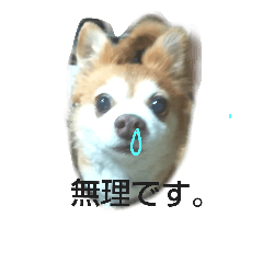 [LINEスタンプ] 犬たろちゃん