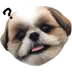 [LINEスタンプ] シーズー犬の麦ちゃんと天くんです！