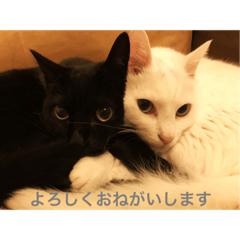 [LINEスタンプ] しろきちとくろたろう