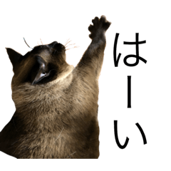 [LINEスタンプ] 猫 メイ ひまやん