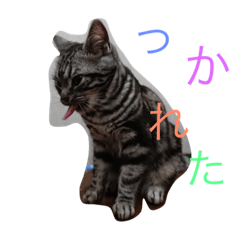 [LINEスタンプ] 仲良し猫たち