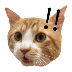 [LINEスタンプ] 笑犬笑猫