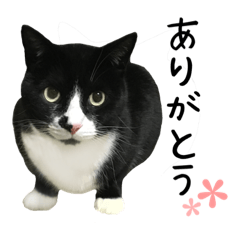[LINEスタンプ] すみパン家の猫たち