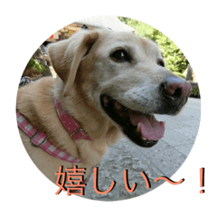 [LINEスタンプ] 横顔なピース先輩
