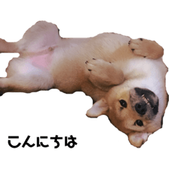 [LINEスタンプ] 柴犬ちくわくんのほんわかスタンプ