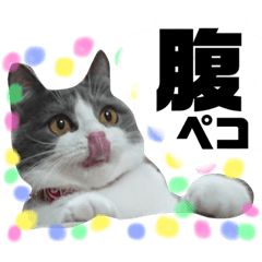 [LINEスタンプ] 小梅ちゃん 1