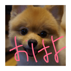 [LINEスタンプ] ぷぷの日常