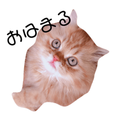 [LINEスタンプ] にゃんこ兄弟*