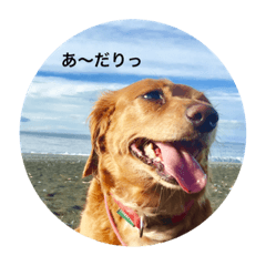 [LINEスタンプ] 日常 ミーちゃんpt1
