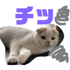 [LINEスタンプ] Olly cat 13