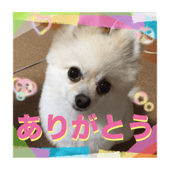 [LINEスタンプ] ぴぃすけ2