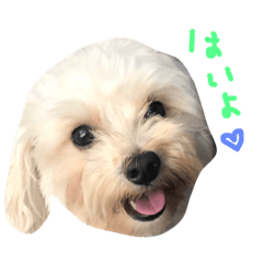 [LINEスタンプ] マルプー大吉3