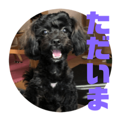 [LINEスタンプ] トイプードルとシーズーのMIX犬エマ2